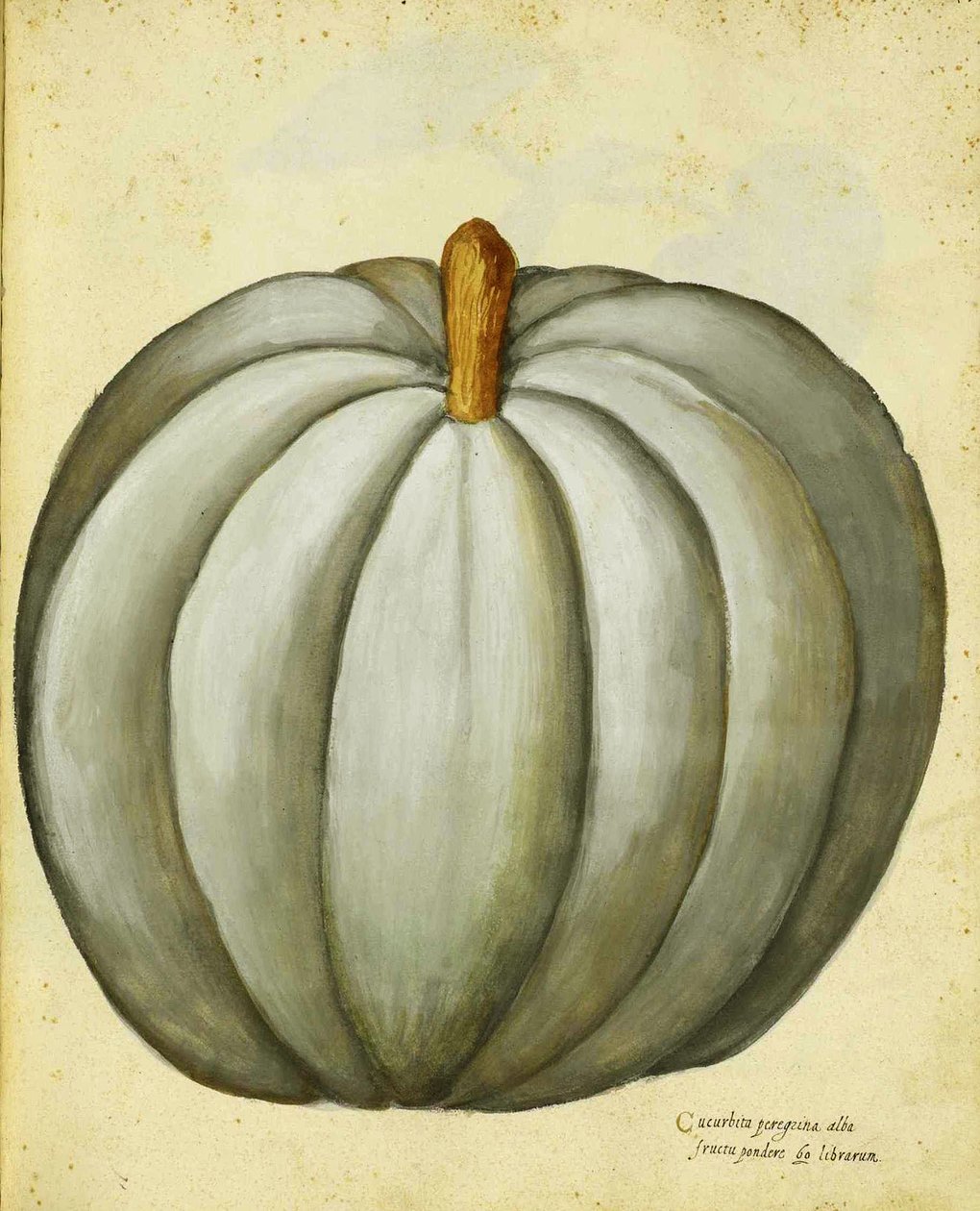 White Squash od Ulisse Aldrovandi od Italian School