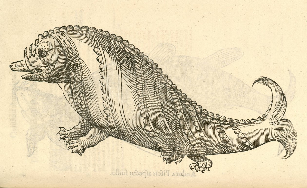 ilustrace Aper Marinus Cetaceus z Aldrovandis History of Monsters, 1642 od Italian School