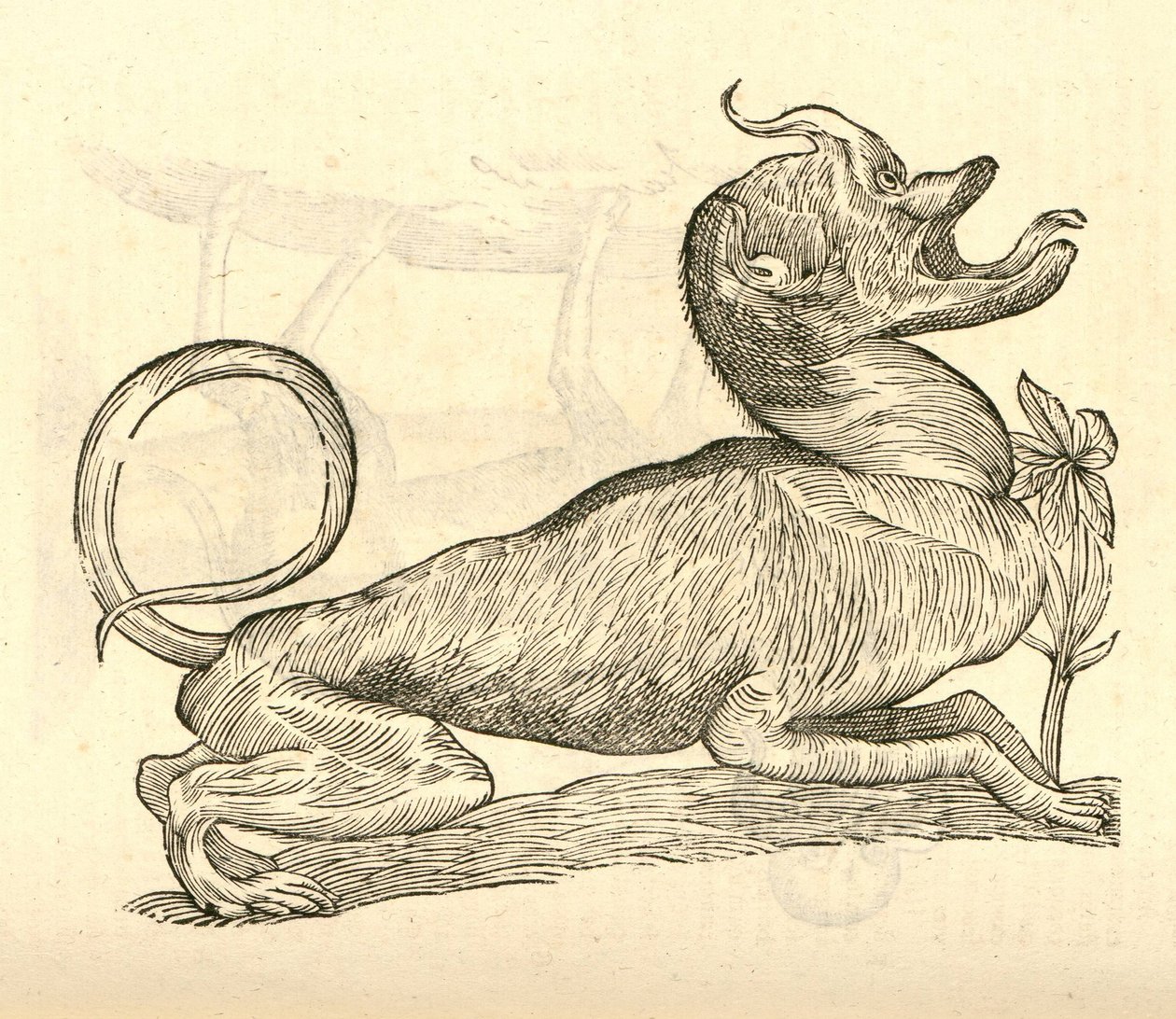 ilustrace Canis monstroso capite z Aldrovandis History of Monsters, 1642 od Italian School