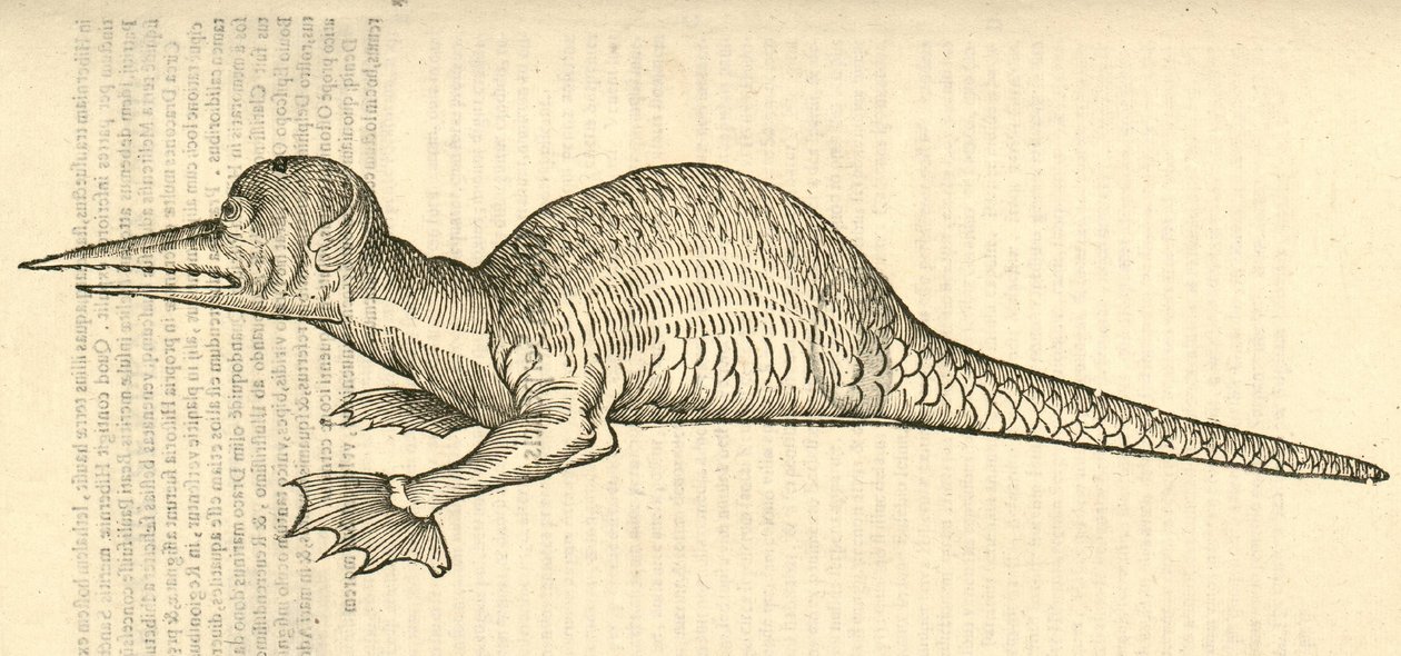 ilustrace bipes Draco marinus monophthalmos z Aldrovandis History of Monsters , 1642 od Italian School