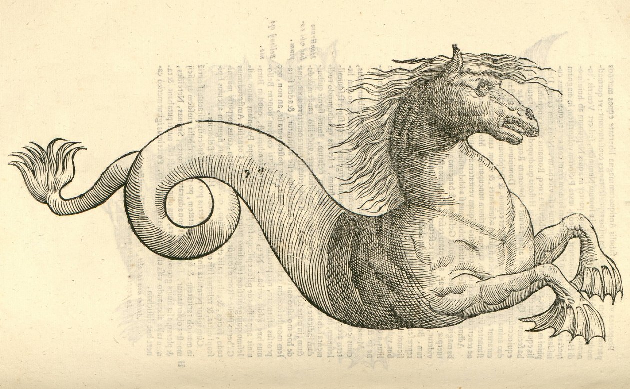 ilustrace Equus marinus monstrosus z Aldrovandis History of Monsters , 1642 od Italian School