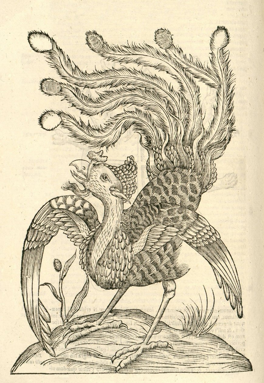 ilustrace Gallus Indicus auritus tridactylus z Aldrovandis History of Monsters , 1642 od Italian School