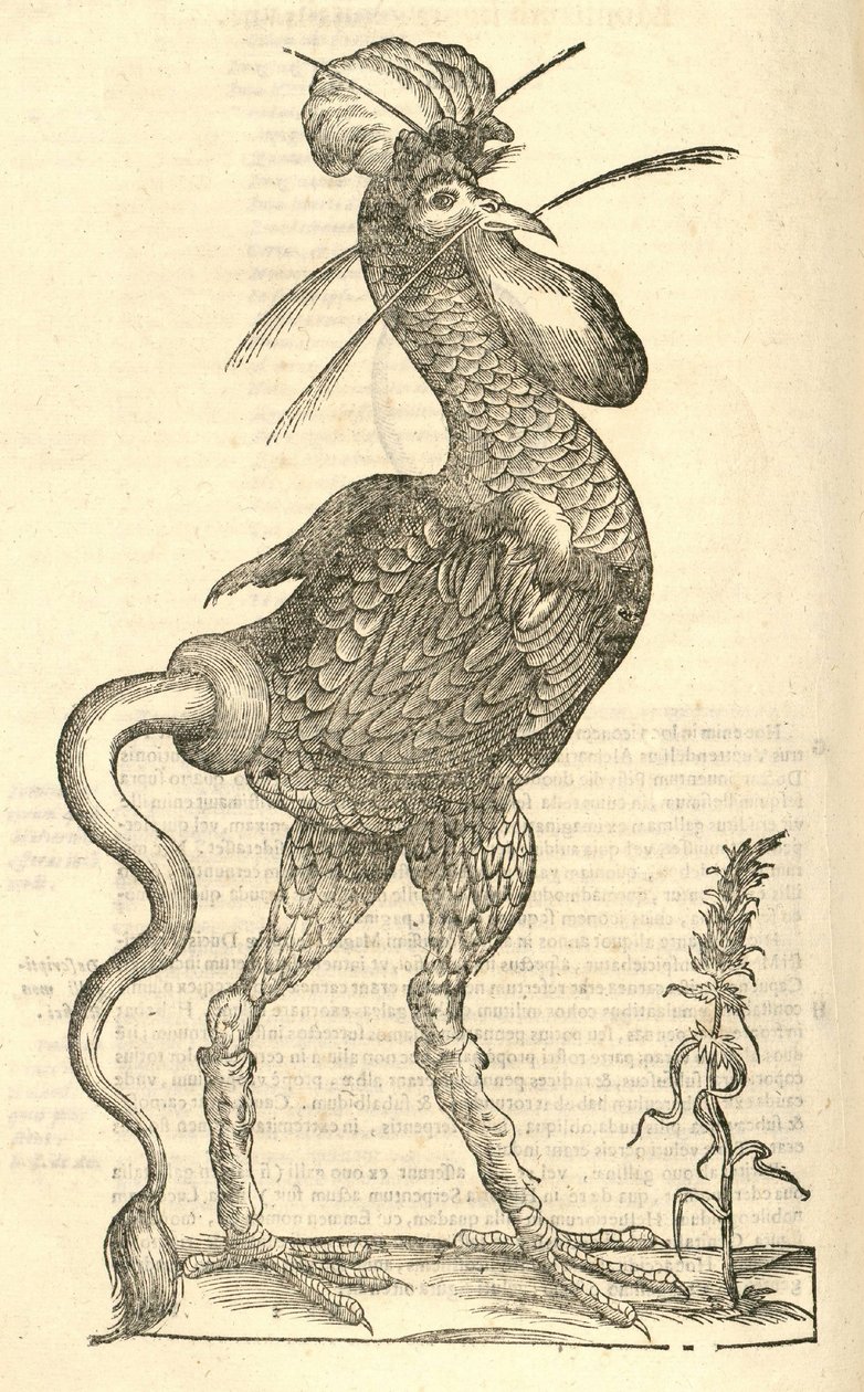 ilustrace Gallus monstrosus z Aldrovandis History of Monsters, 1642 od Italian School