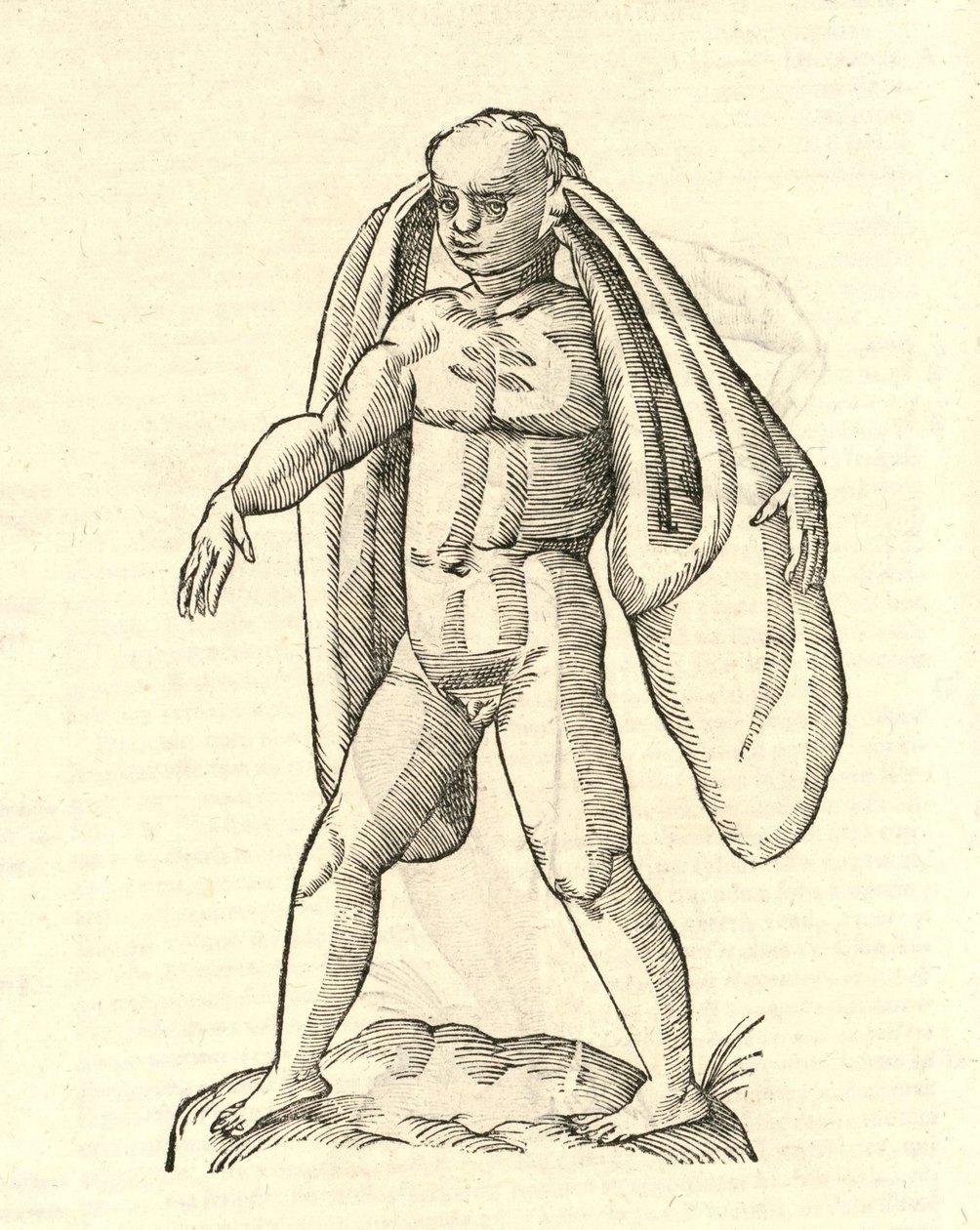 ilustrace Homo Fanesius auritus z Aldrovandis History of Monsters, 1642 od Italian School