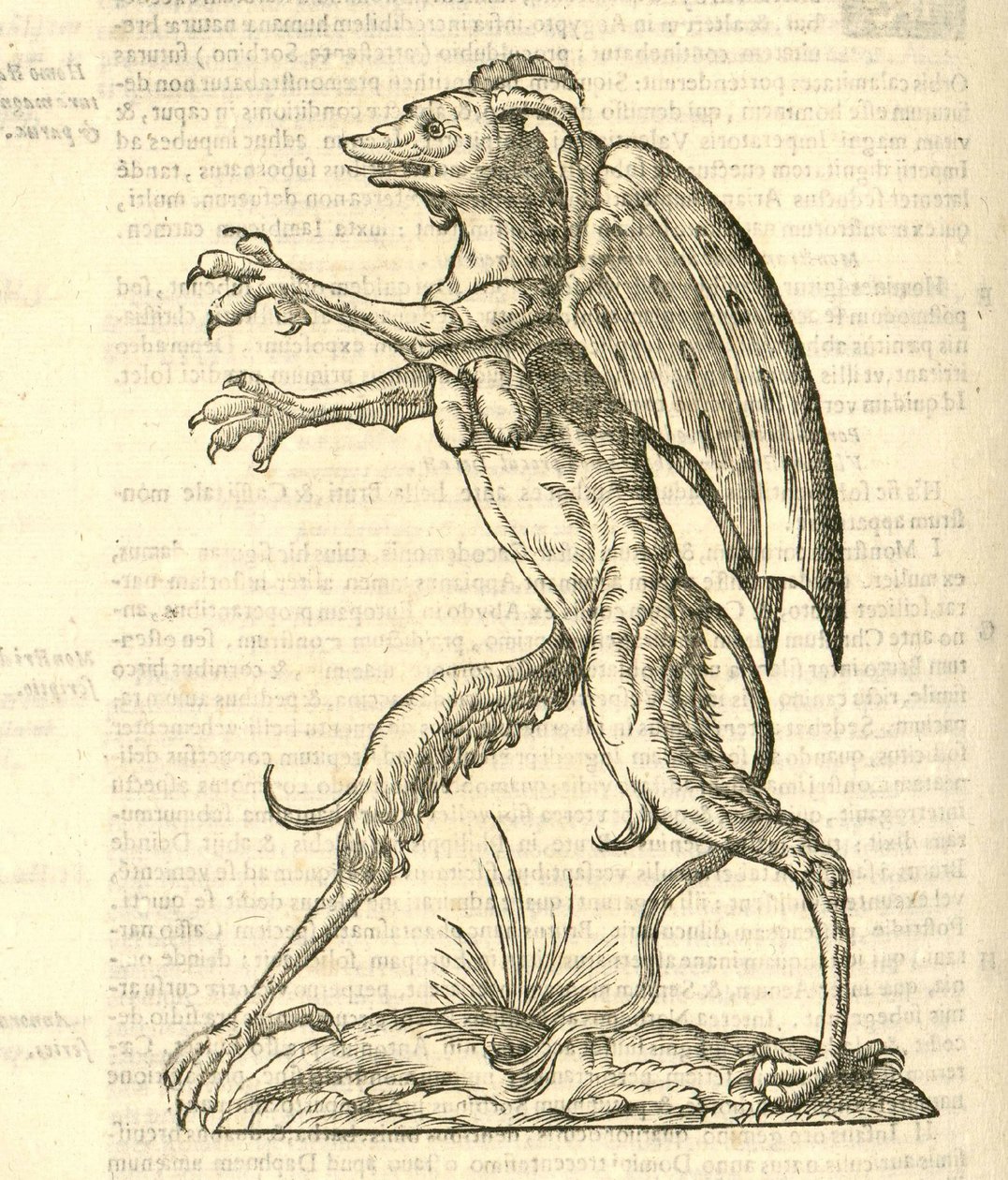ilustrace okřídleného a rohatého monstra jako démona z Aldrovandis History of Monsters, 1642 od Italian School