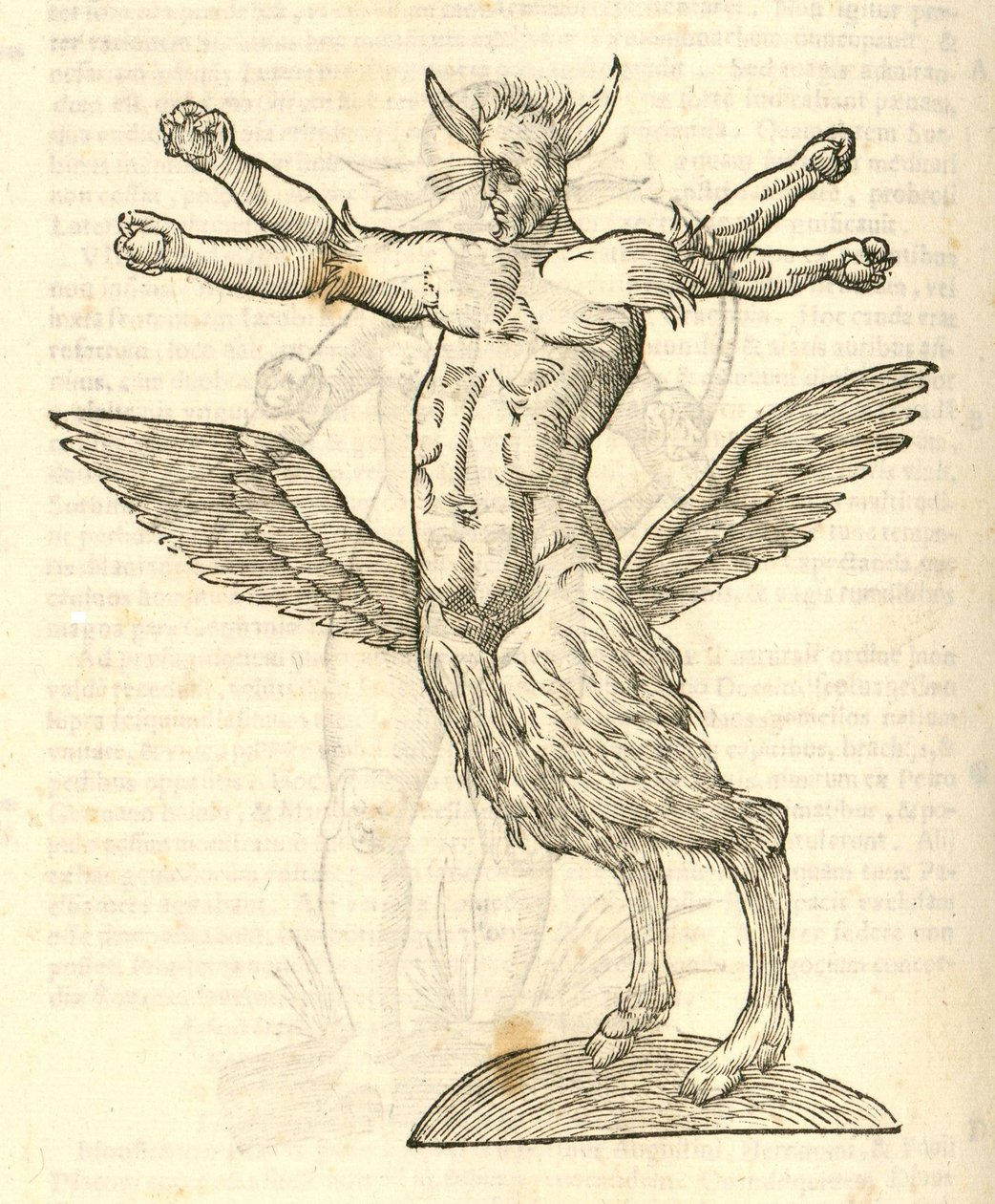 ilustrace Monstra z Aldrovandis History of Monsters, 1642 od Italian School