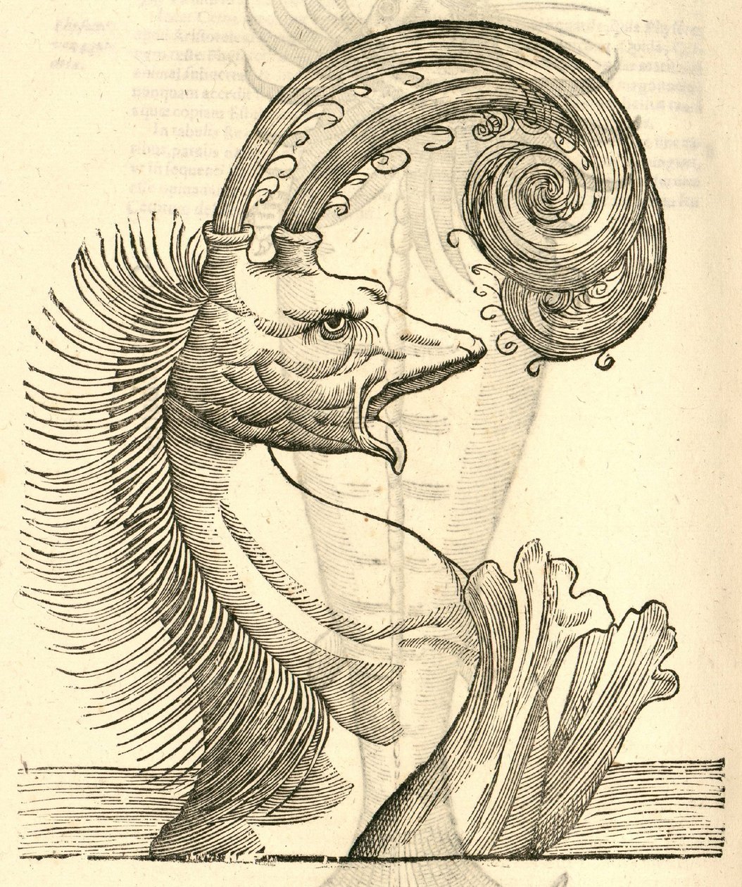 ilustrace Pseudo Physeter z Aldrovandus History of Monsters, 1642 od Italian School