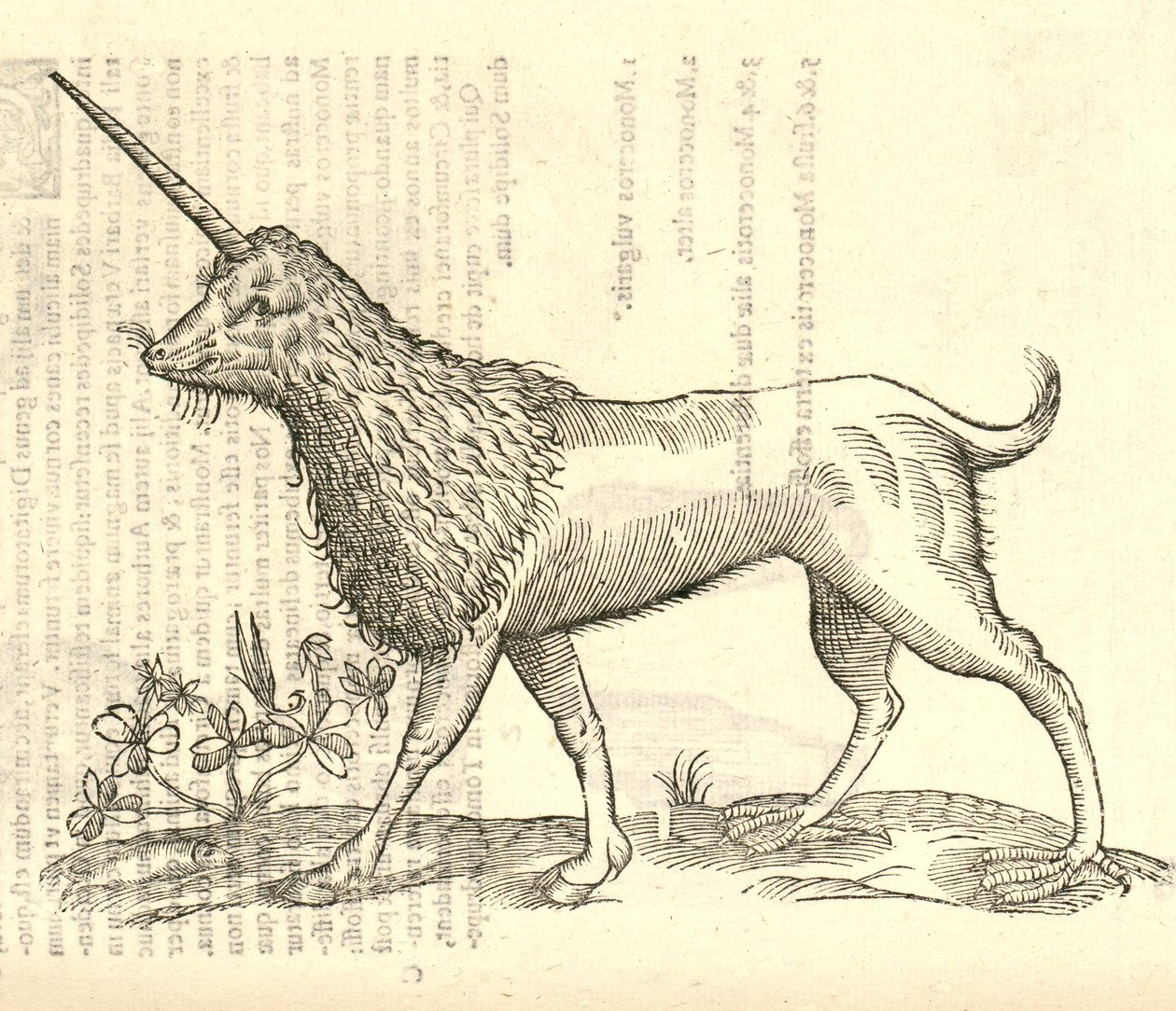 ilustrace Camphurch z Aldrovandus History of Monsters, 1642 od Italian School