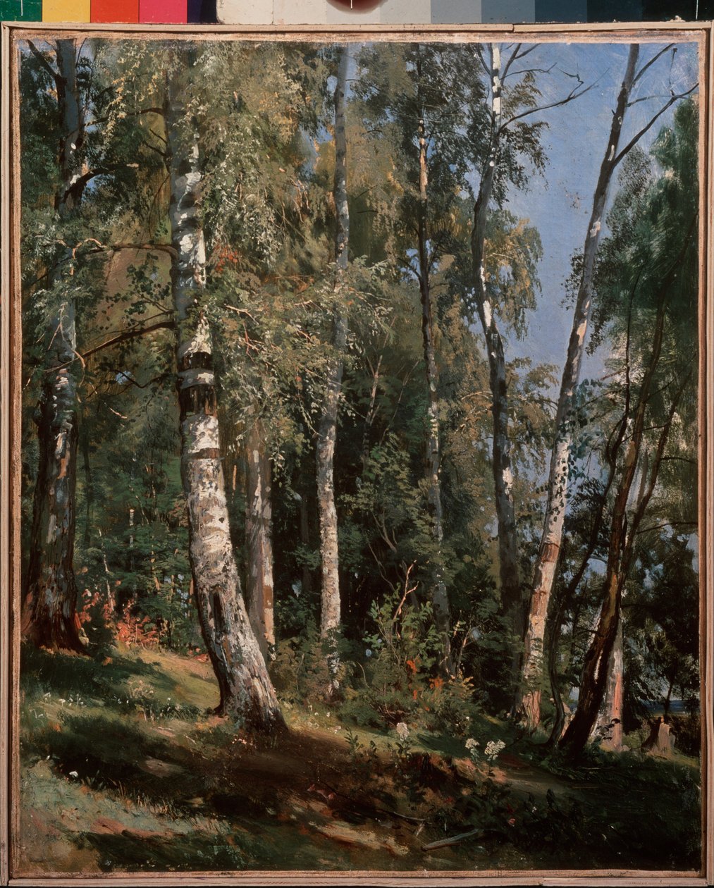 Březový háj (Birch háj) - Malba Ivana Ivanoviče Šiškina (Shishkin) (1832-1898), olej na plátně od Ivan Ivanovich Shishkin
