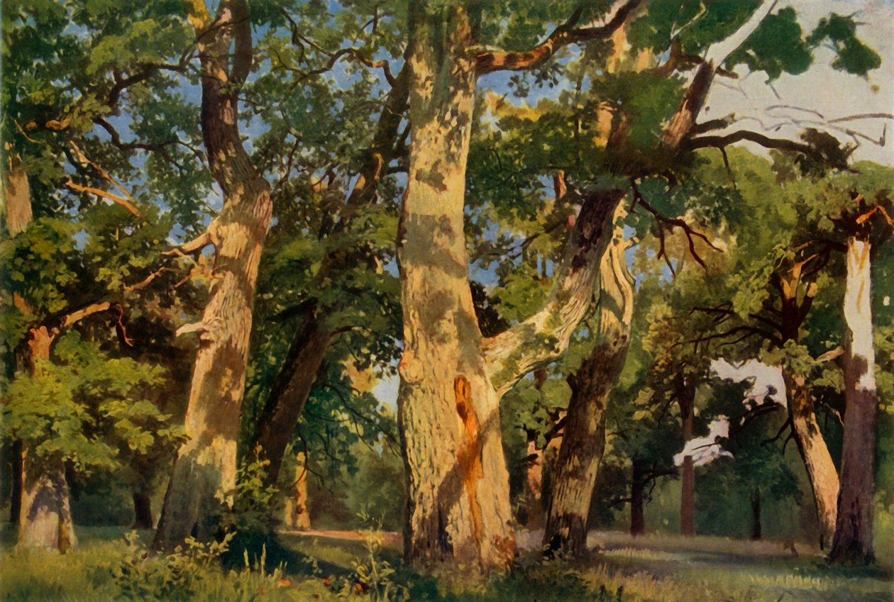 Oak Trees at Eventide, 1887, 1965. od Ivan Ivanovich Shishkin