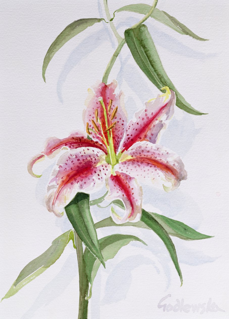 Lily, 1998 (wc na papíře) (viz také 124443 & 124445) od Izabella Godlewska de Aranda