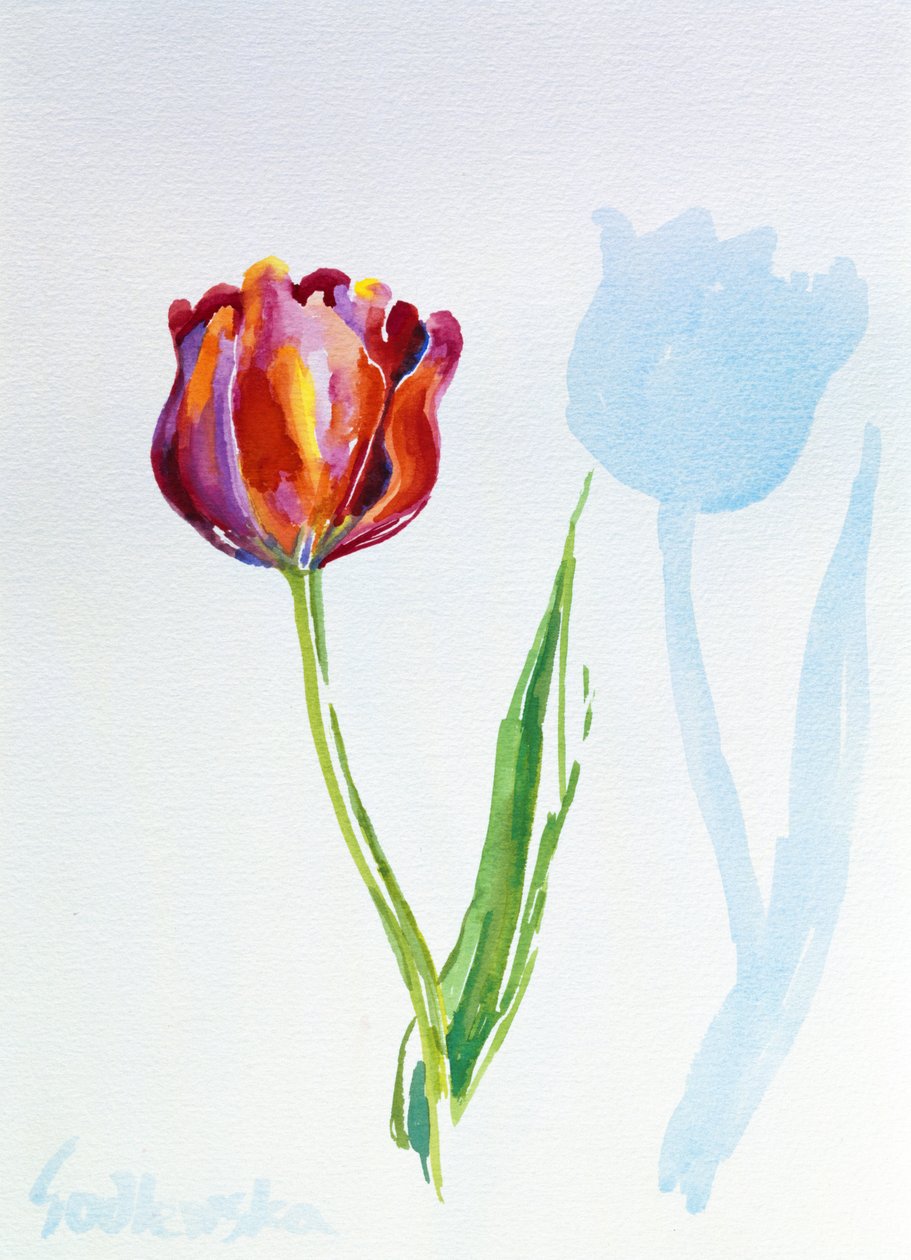 Tulip, 1998 (wc na papíře) (viz také 124446 & 124447) od Izabella Godlewska de Aranda