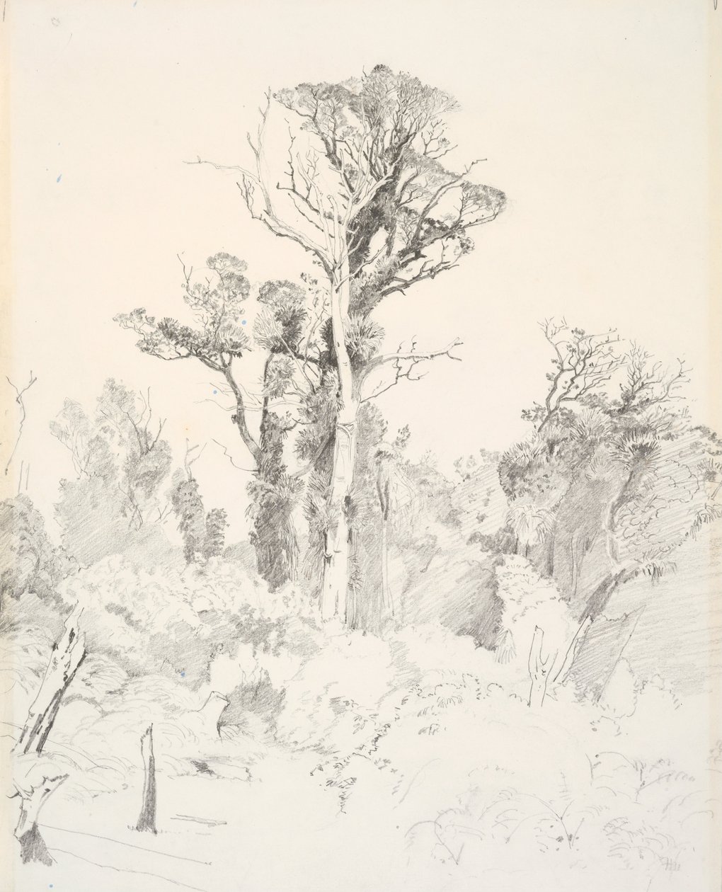 Detribalizovaní domorodci, Taranaki od J. C. Richmond