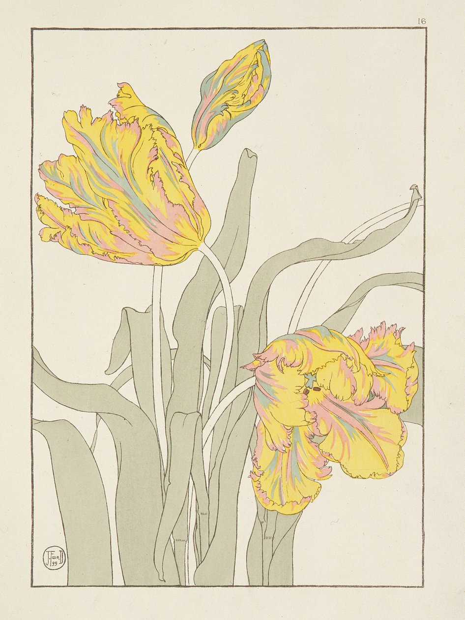 Tulipán od J. Foorda (fl.1890) deska 16 z publikace Dekorativní studie květin pub. 1901, 1899 od J. Foord