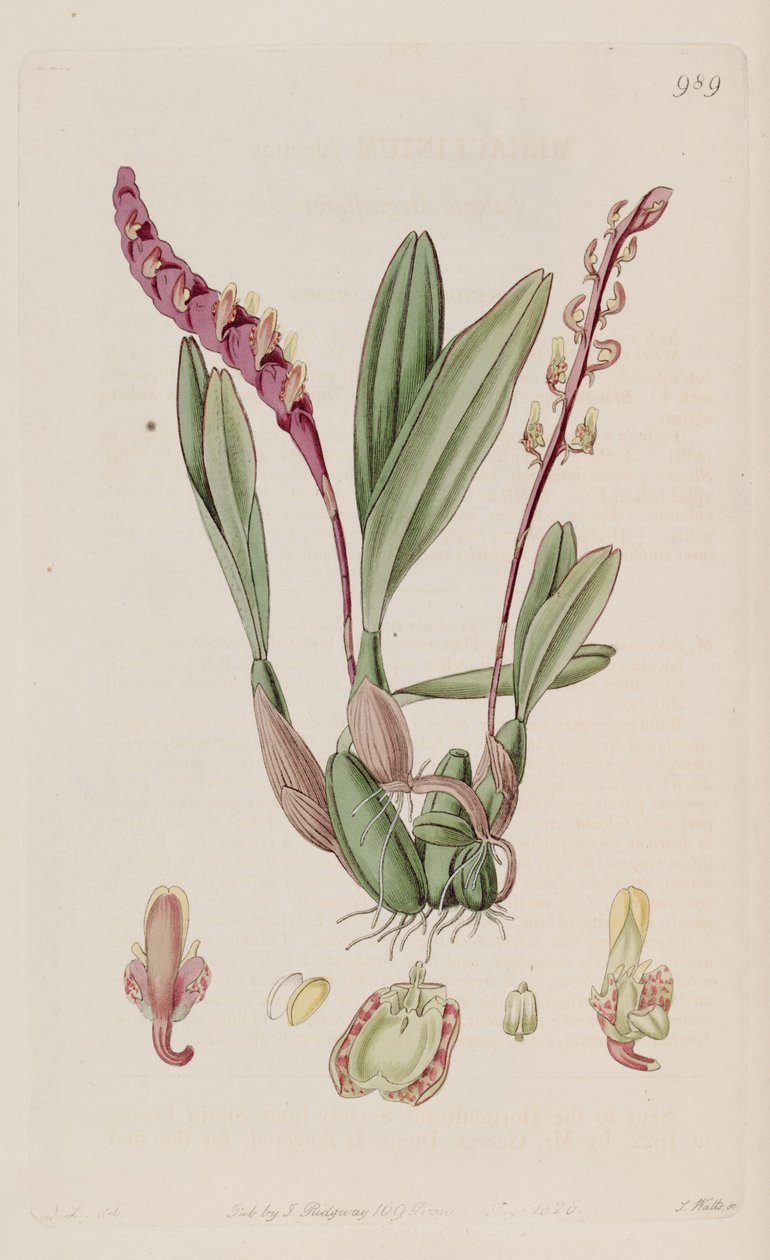 Ilustrace Bulbophyllum falcatum (jako syn. Megaclinium falcatum) od J. L.