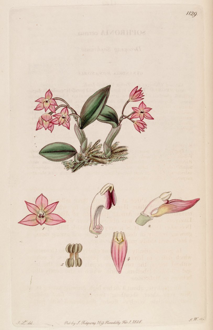 Ilustrace Sophronitis cernua (jako syn. Sophronia cernua) od J. L.