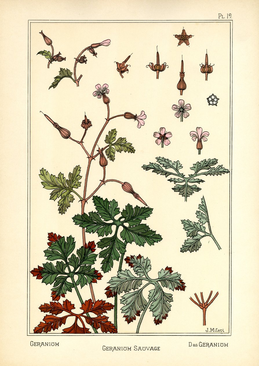 Geranium od J. Milesi