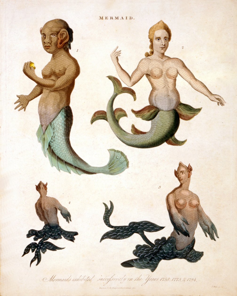 Mořská panna, z Encyclopaedia Londinensis, 1817 kolorovaná rytina od J. Pass