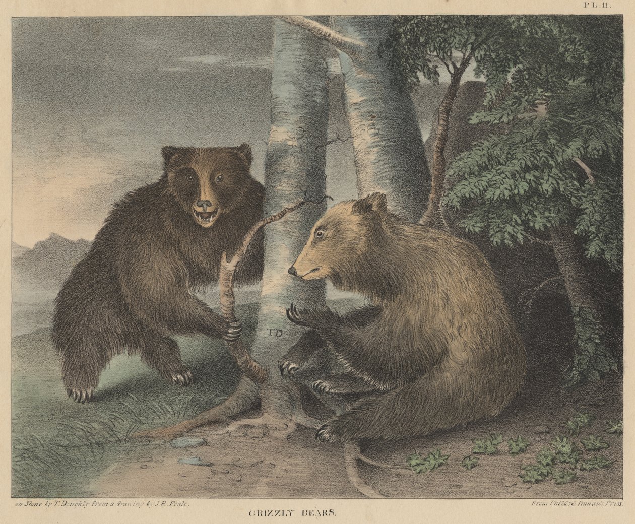 Medvědi grizzly, vyrytý Thomasem Doughtym, z Doughtys The Cabinet of Natural History and American Rural Sports, 1830 od J. R. Peale