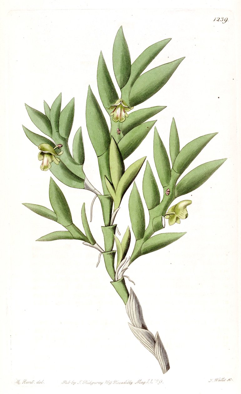 Aporum anceps nebo Dendrobium anceps od Jams  Watts