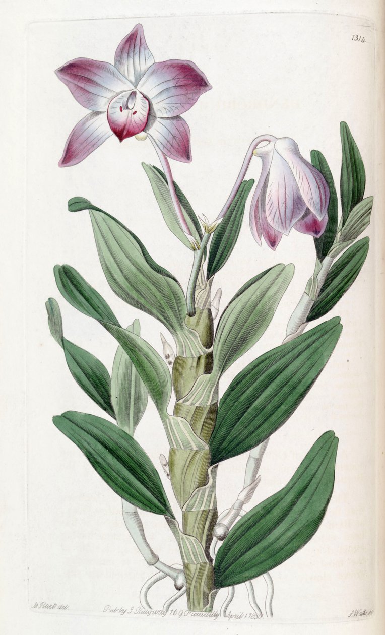 Dendrobium moniliforme od Jams  Watts