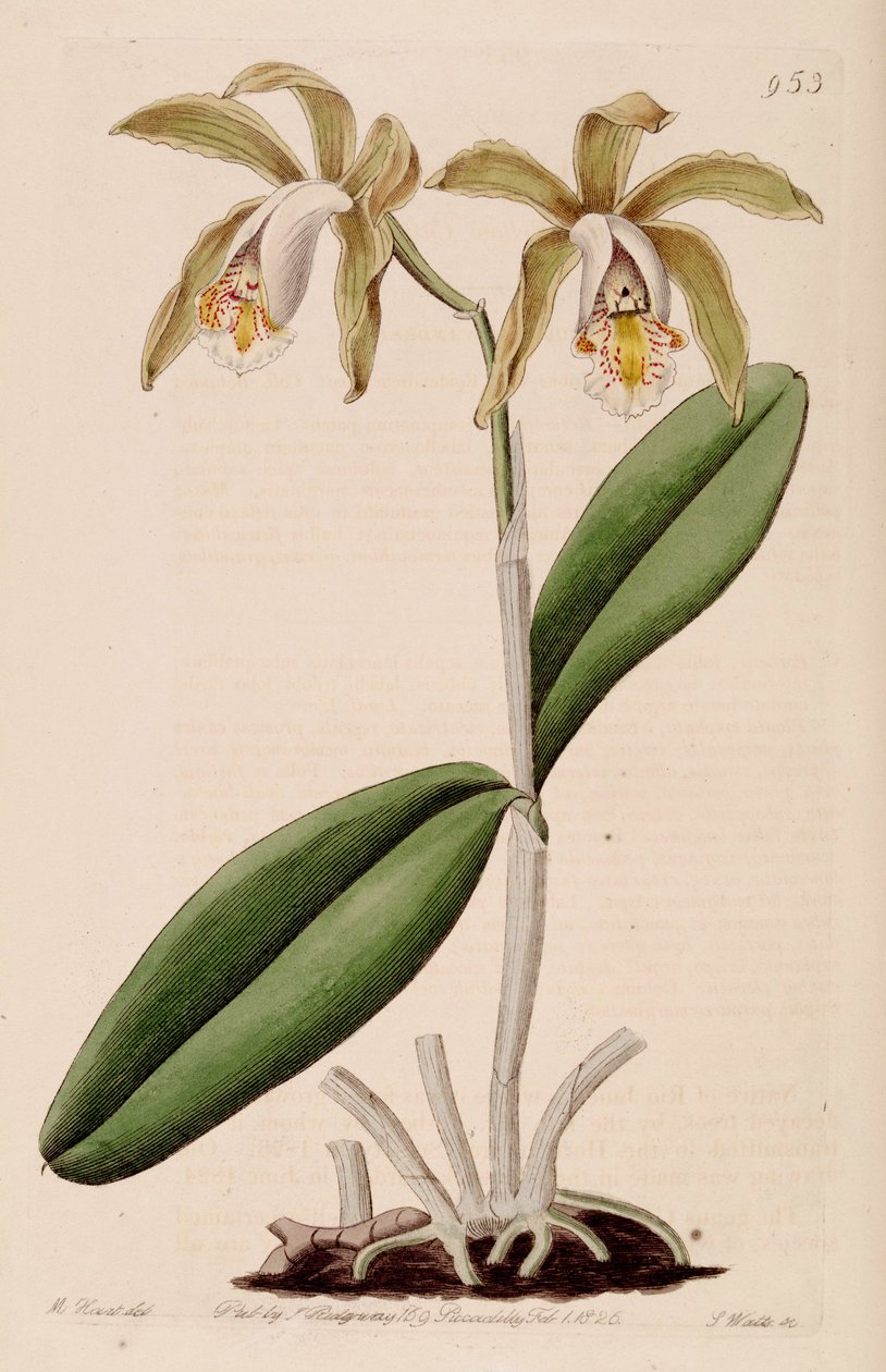 Ilustrace Cattleya prohibesii od Jams  Watts