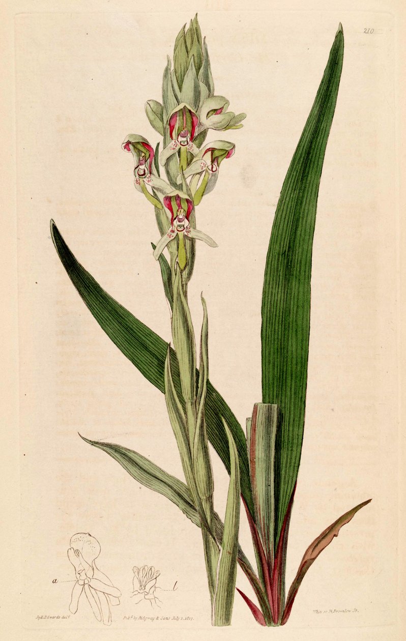 Ilustrace Disa cernua (jako syn. Disa prasinata) od Jams  Watts