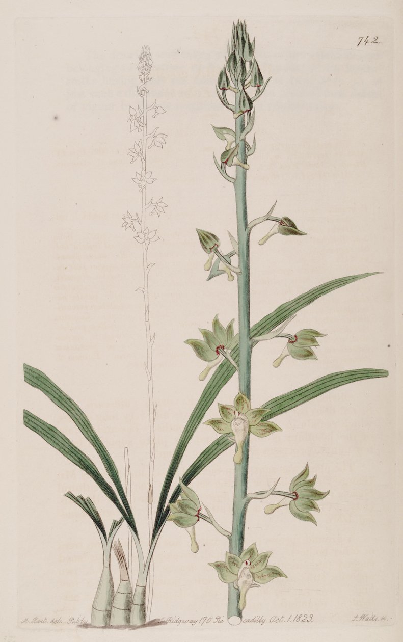 Ilustrace Eulophia gracilis od Jams  Watts