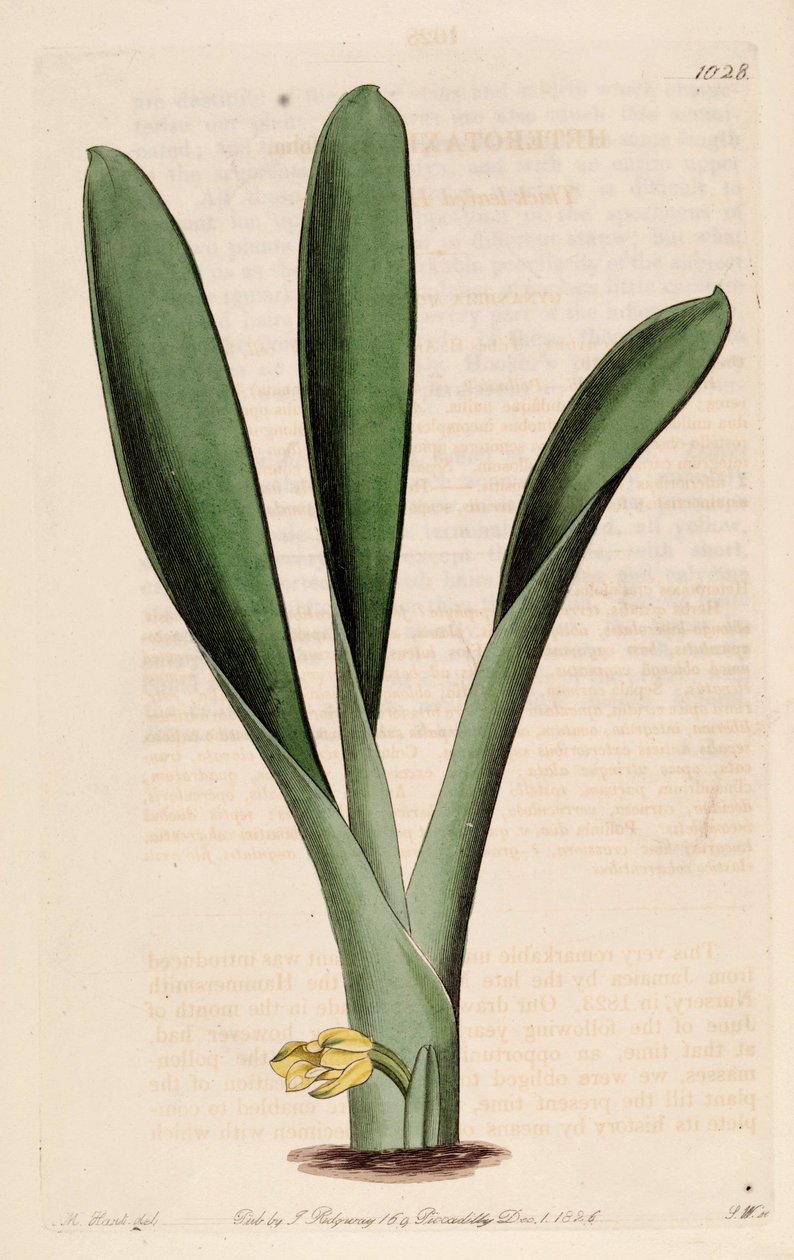Ilustrace Heterotaxis sessilis (jako syn. Heterotaxis crassifolia) od Jams  Watts