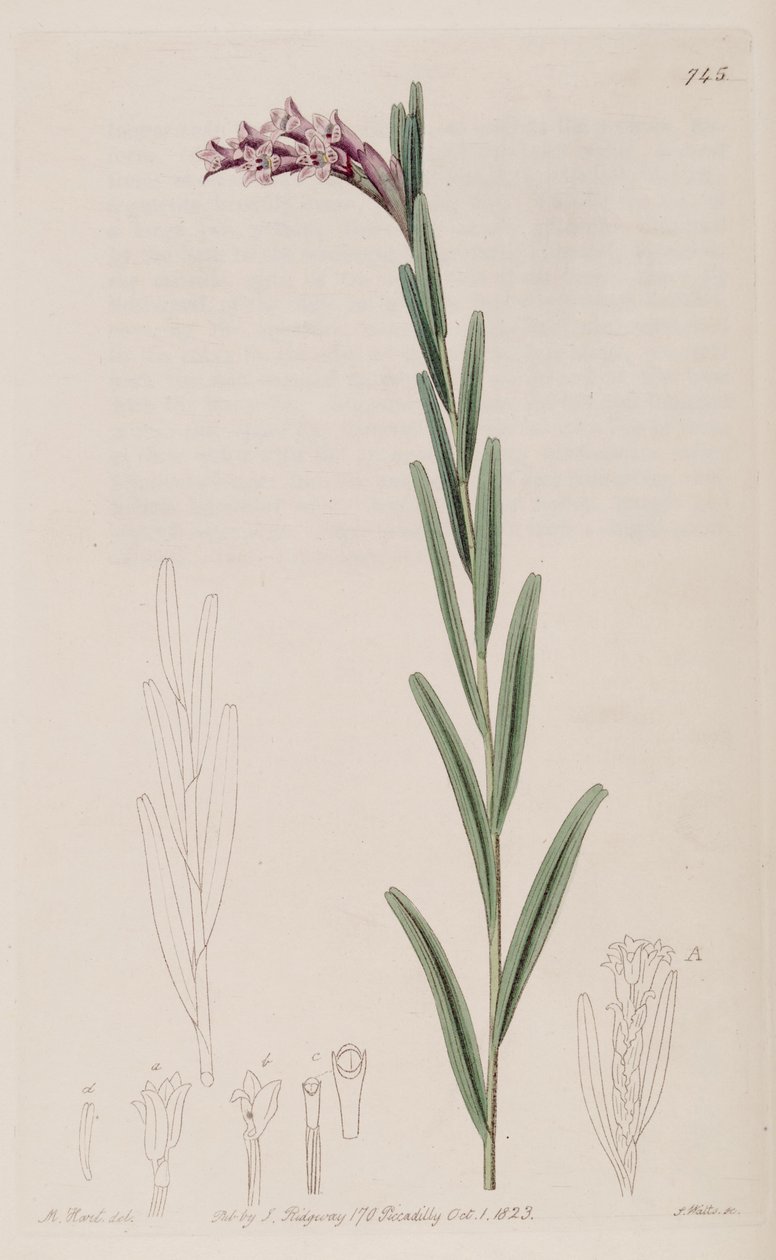 Ilustrace Isochilus linearis od Jams  Watts
