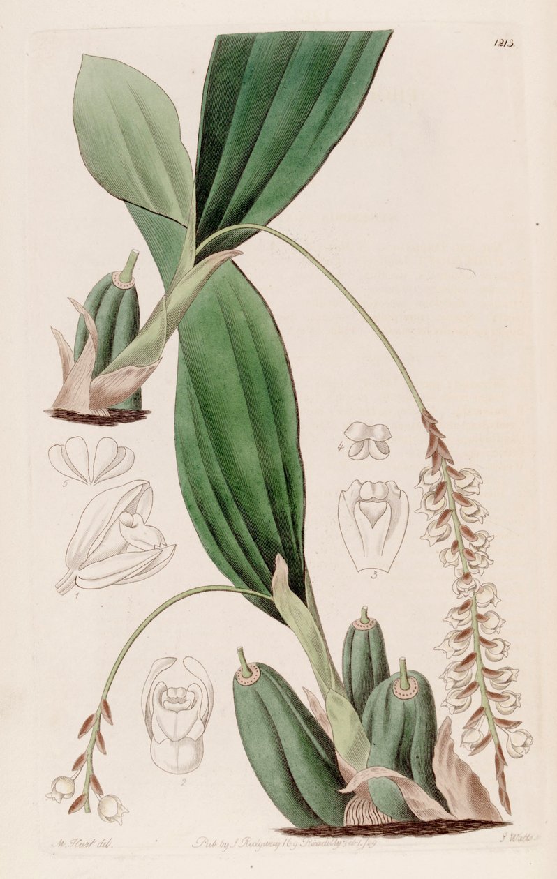 Ilustrace Pholidota imbricata od Jams  Watts