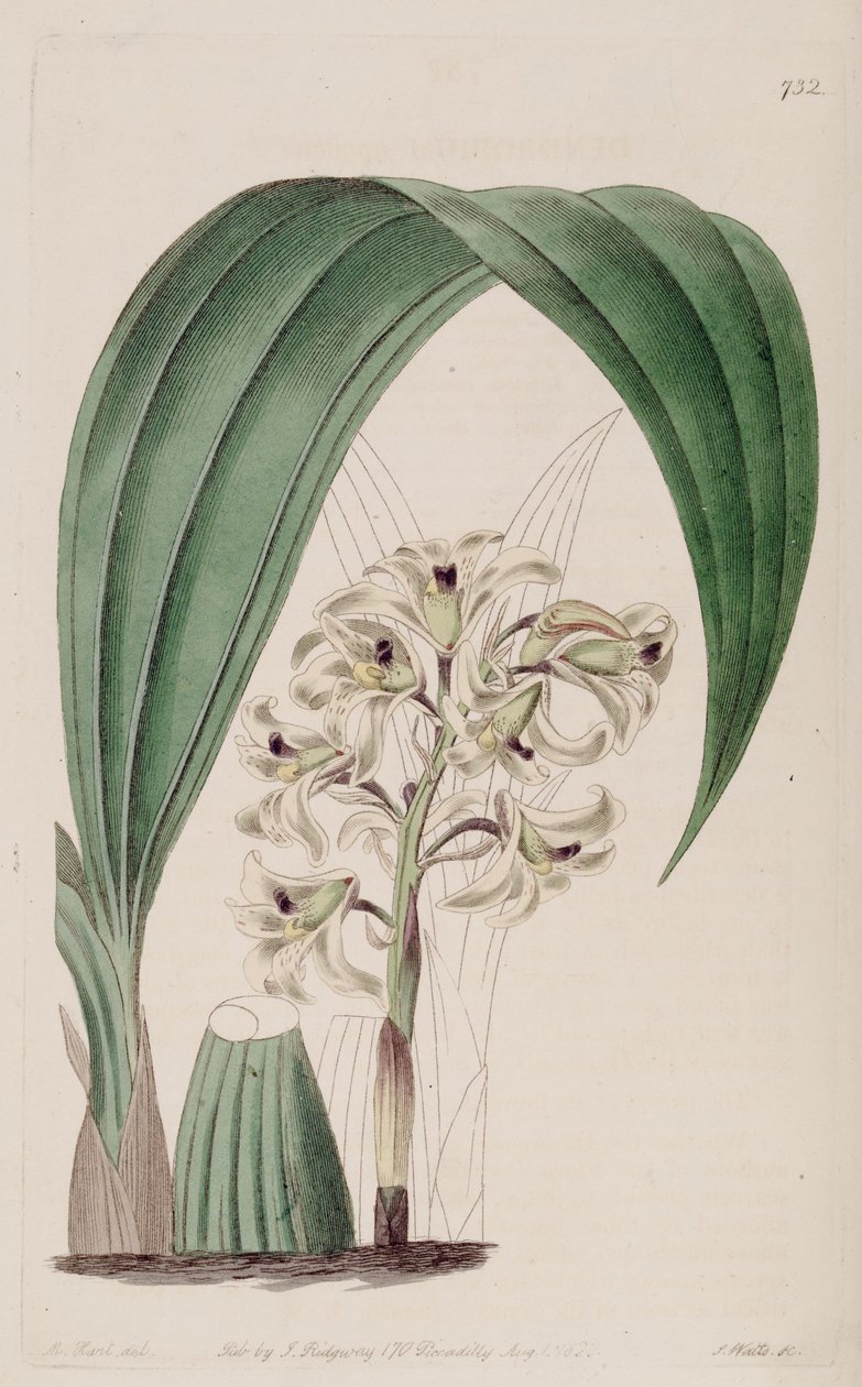 Ilustrace Xylobium squalens (jako syn. Dendrobium squalens) od Jams  Watts