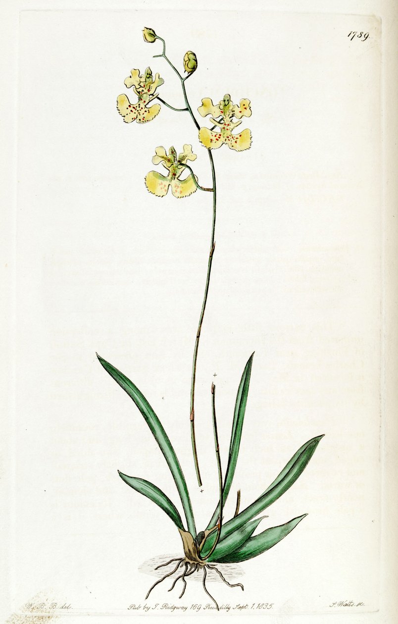 Tolumnia guianensis (jako syn. Oncidium lemonianum) od Jams  Watts