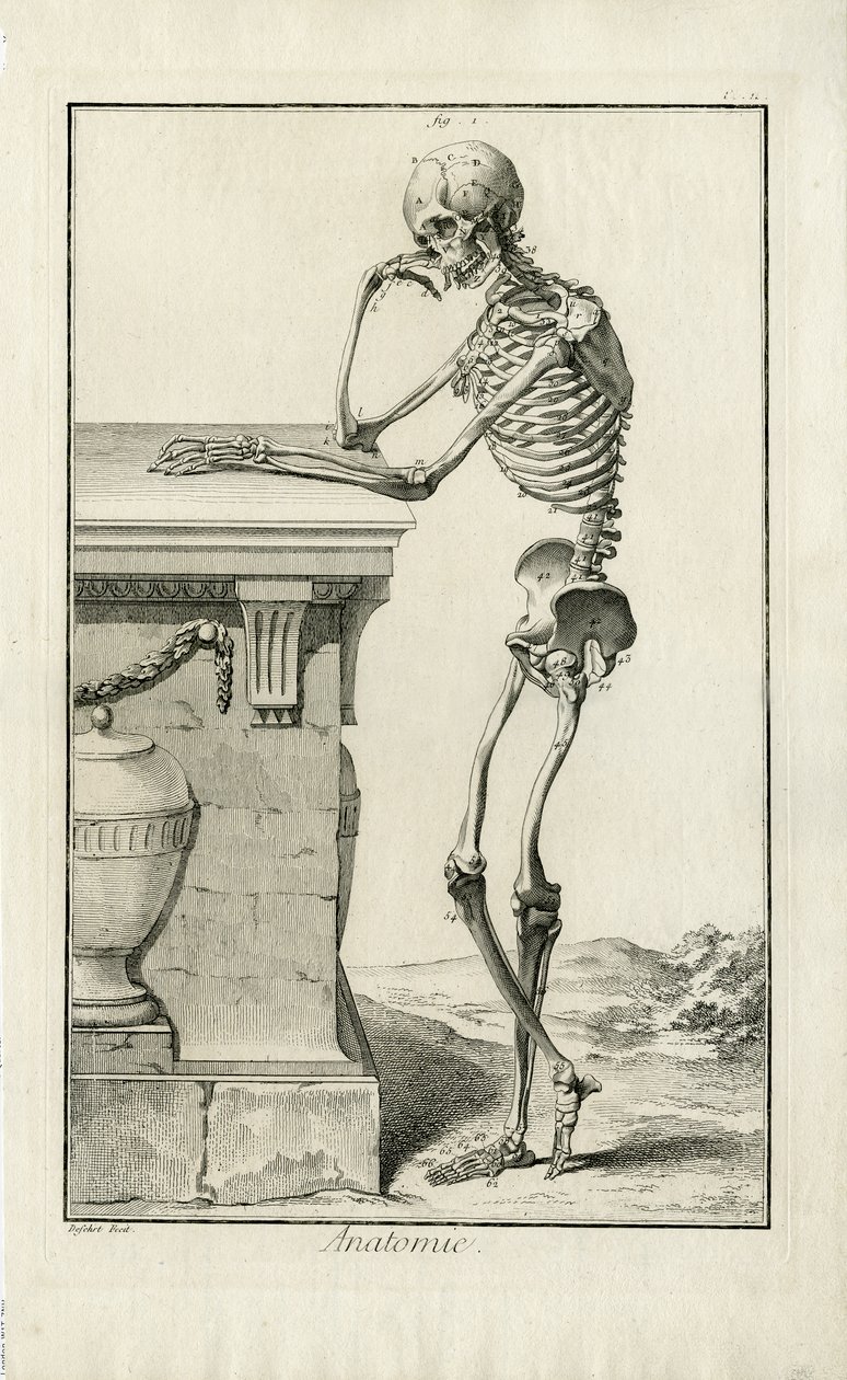 Anatomie - anatomické studium kostry od J.A. Defehrt