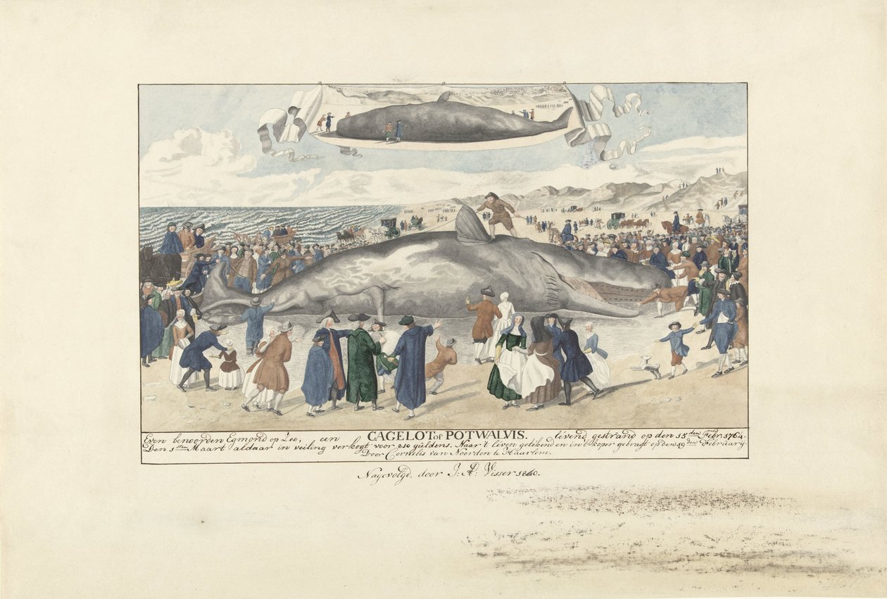 Vorvaň uvízl v Egmond aan Zee, 1764 Jen severně od Egmond op Zee, Cagelot nebo Potwhale. uvízl zaživa 15. února: 1764. (název na objektu) od J.A. Visser