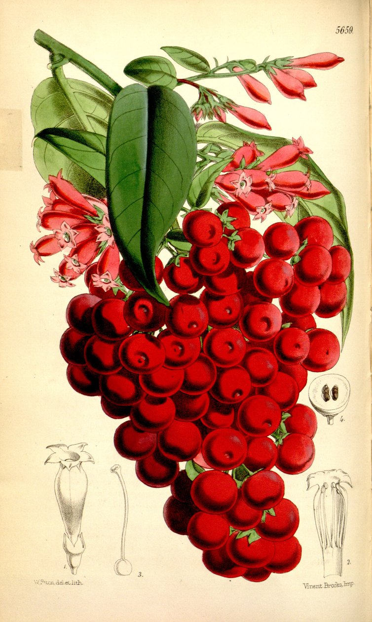 Cestrum elegans od J.D.Hooker