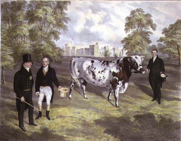 Sir Charles Morgan představuje králi Vilémovi IV. Býka Shorthorn na zámku Tredegar, Monmouth, vyrytý M. Gauci od J.H. (after) Carter
