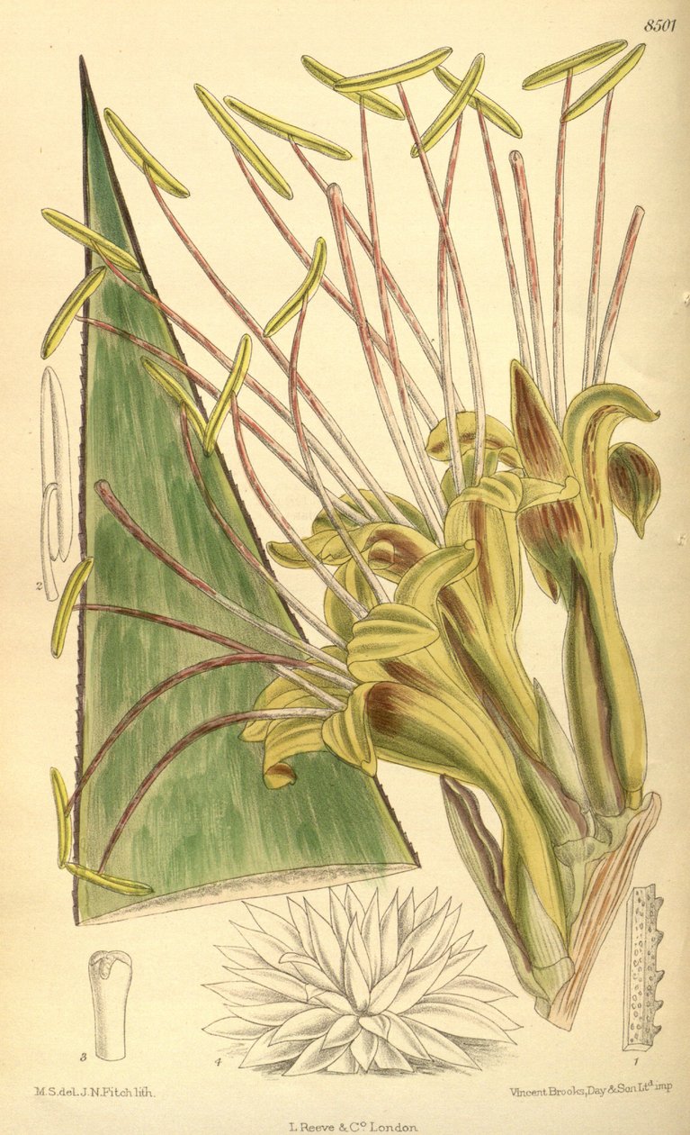 Agave warelliana, Asparagaceae, Agavoideae od J.N. Fitch