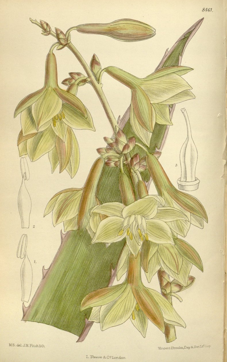 Furcraea elegans (= Furcraea tight), Asparagaceae, Agavoideae od J.N. Fitch