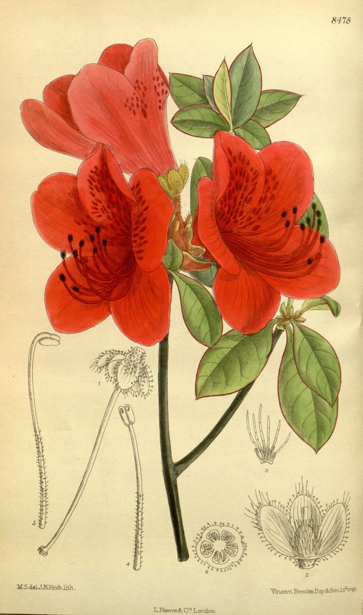 Rhododendron sublanceolatum (= Rhododendron scabrum), Ericaceae od J.N. Fitch