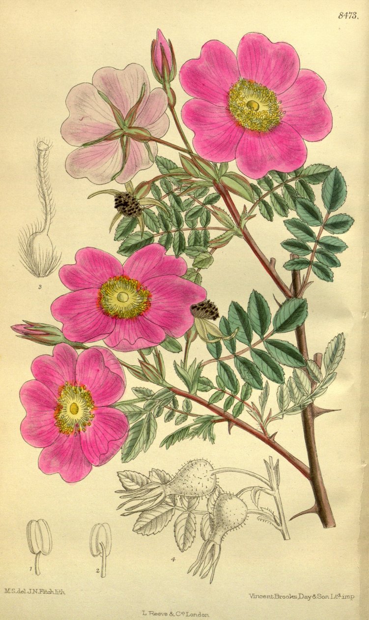 Rosa_sertata od J.N. Fitch