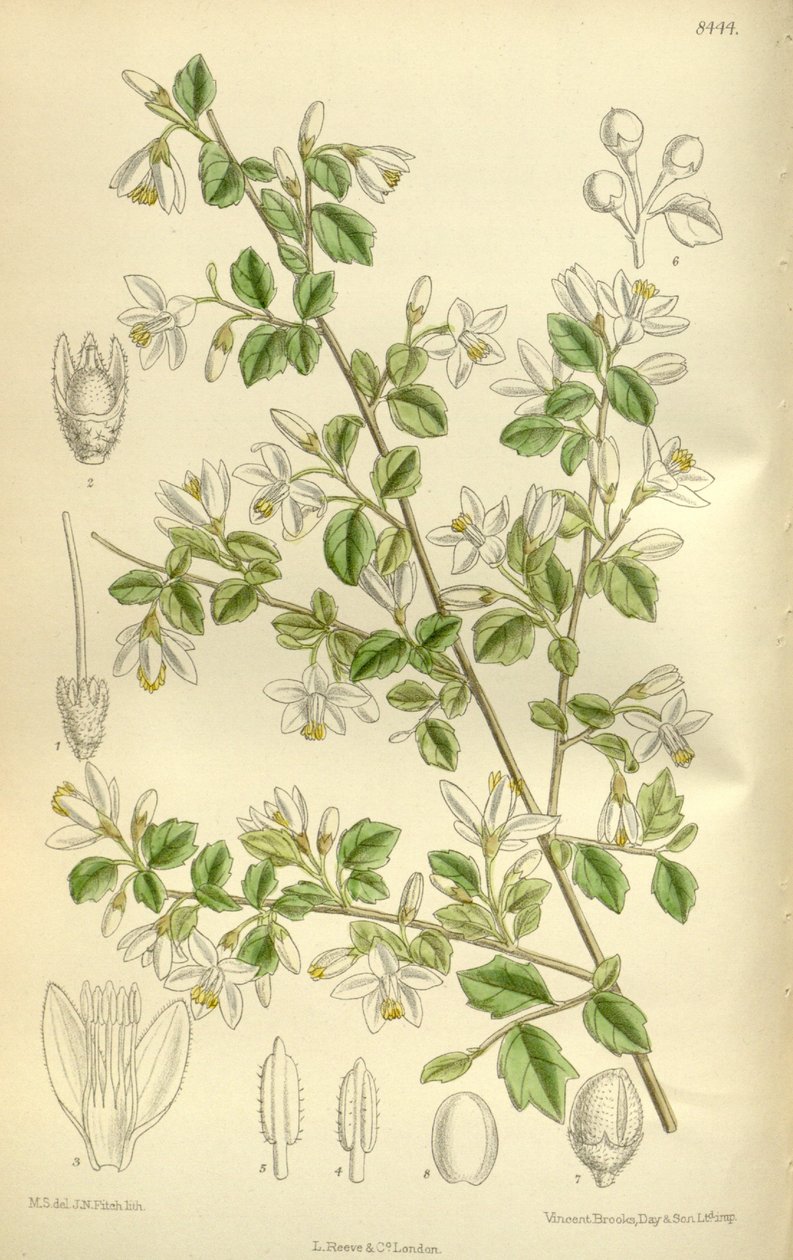 Styrax wilsonii, Styracaceae od J.N. Fitch