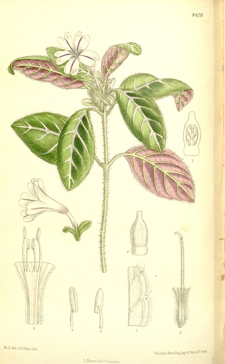 Acanthaceae od J.N. Fitch
