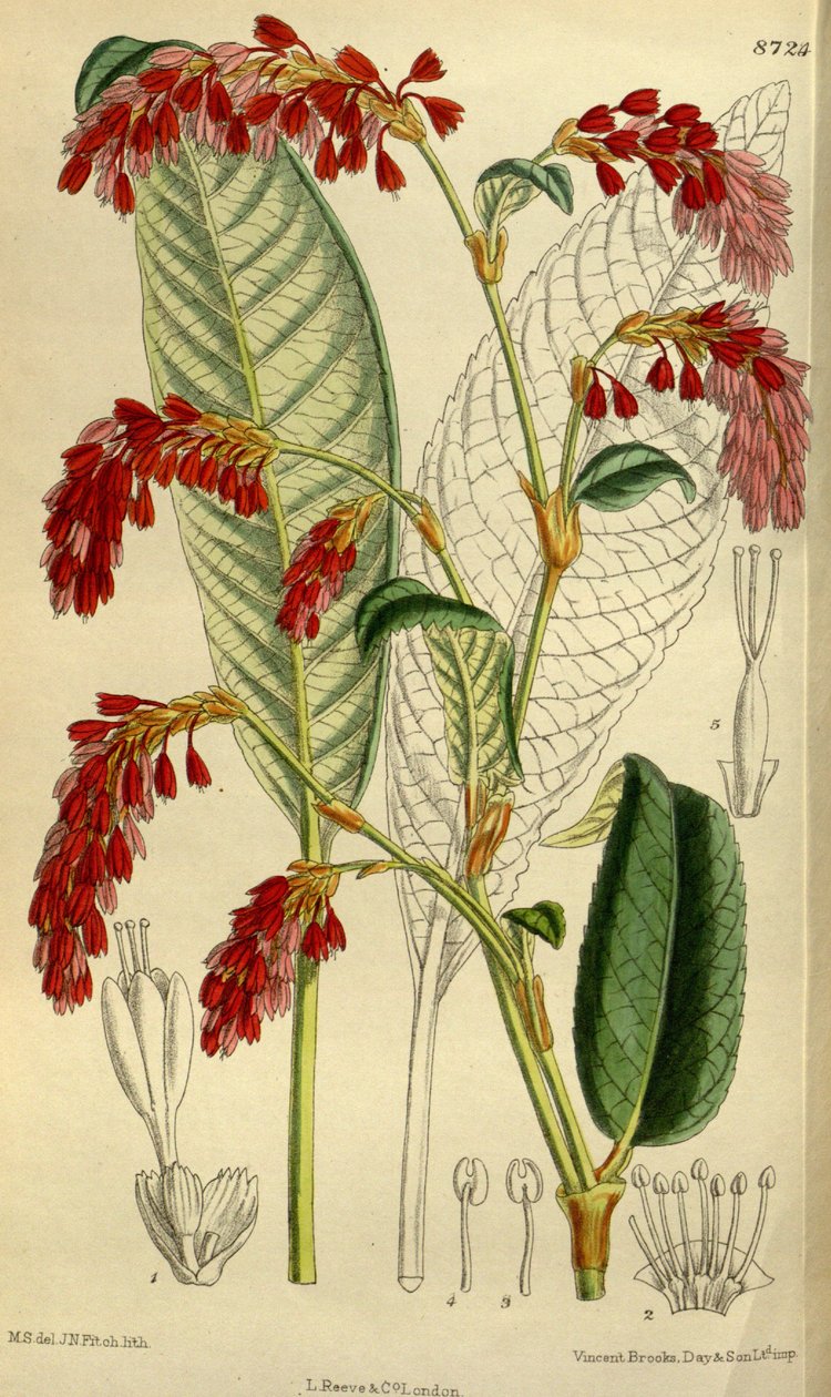 Polygonum griffithii od J.N. Fitch