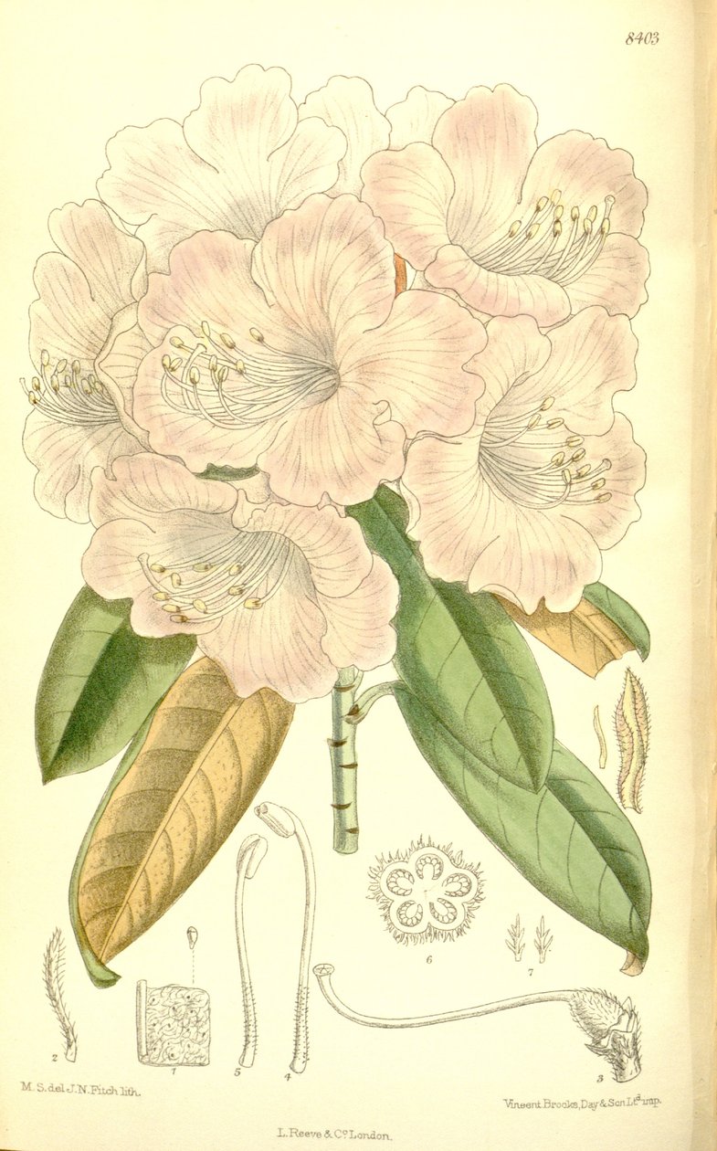 Rhododendron japonicum od J.N. Fitch