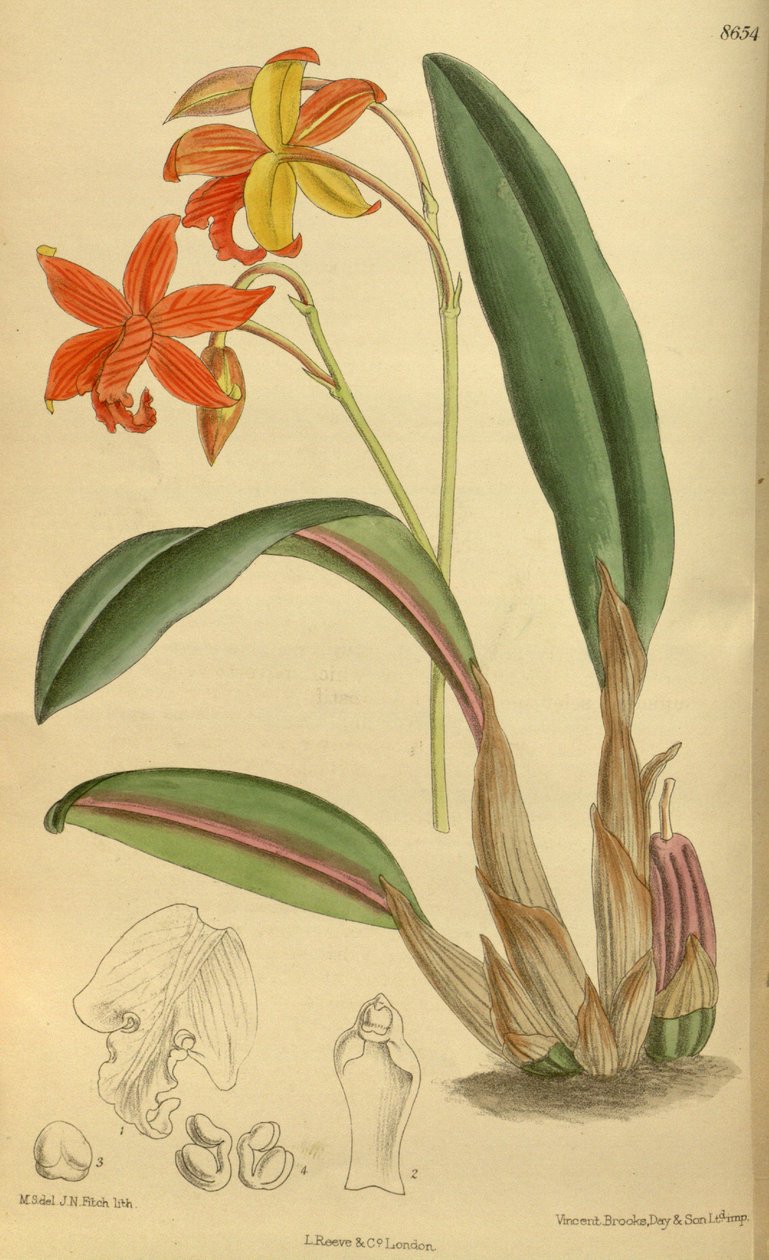 Sophrolaelia psyche, Orchidaceae od J.N. Fitch