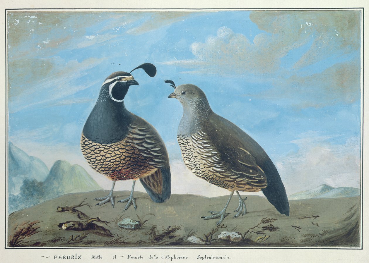 Muž a žena kalifornský Partridge, z 
