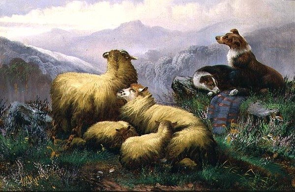 Ovčáčtí psi a ovce na Skotské vysočině od J.W. Morris