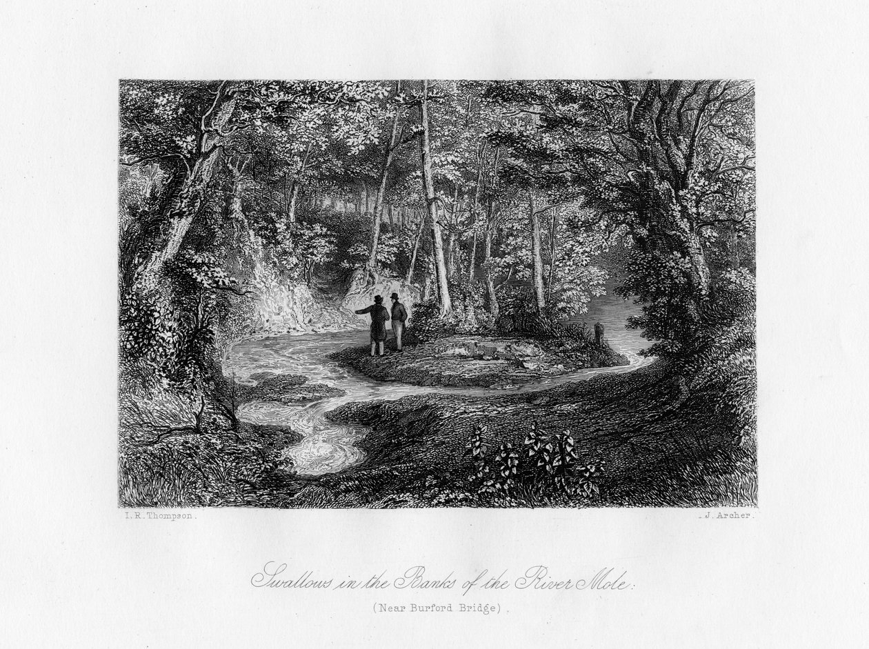 Vlaštovky v Banks of the River Mole, Surrey, 19. století od J. Archer