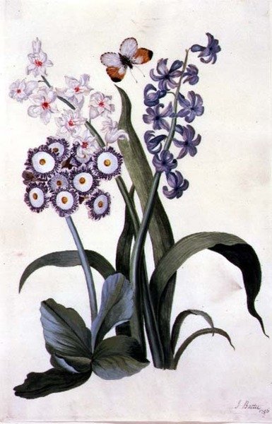 Polodvojité bílé a modré hyacinty s hybridním ušním boltcem a motýlem s oranžovou špičkou od J. Battie